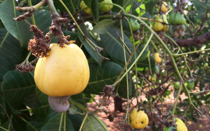 Many ripening cashew gardens, farmers' houses are languid because the price of fresh cashew drops sharply